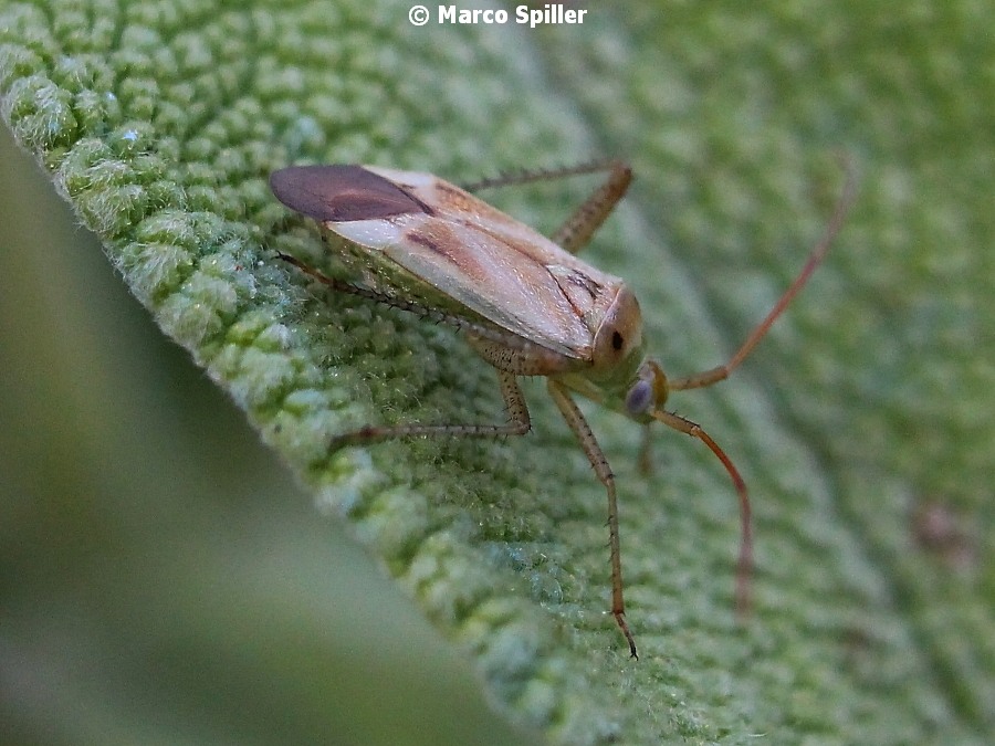 Adelphocoris lineolatus